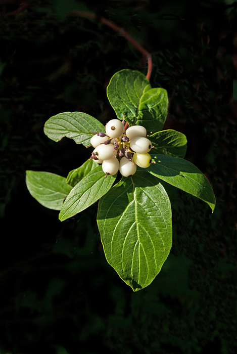 Red_osier Dogwood 5.jpg